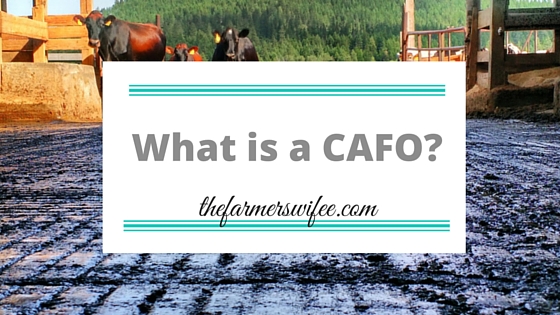 What is a concentrated animal feeding operation (CAFO)?