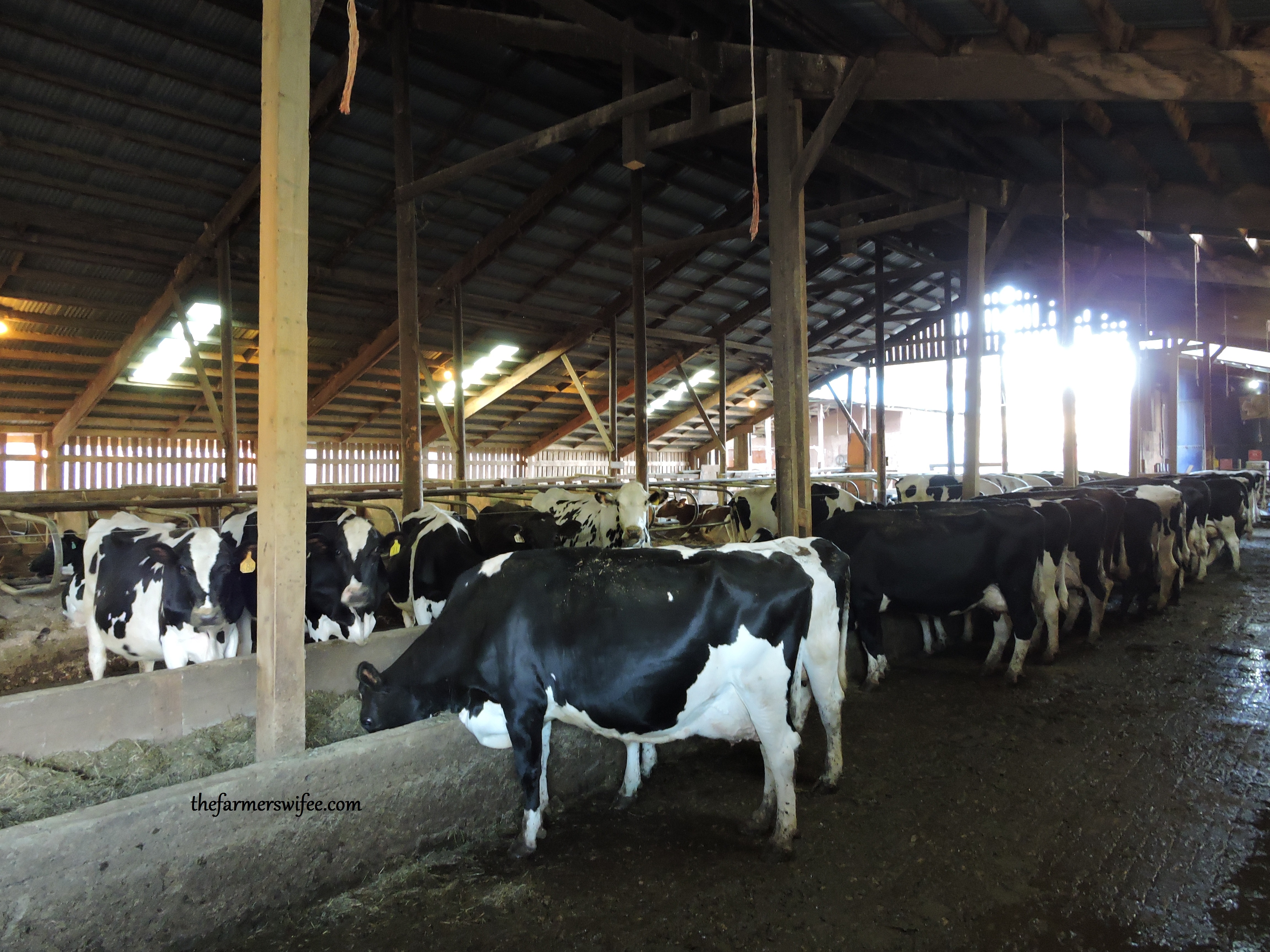 Mother’s Day on a dairy farm