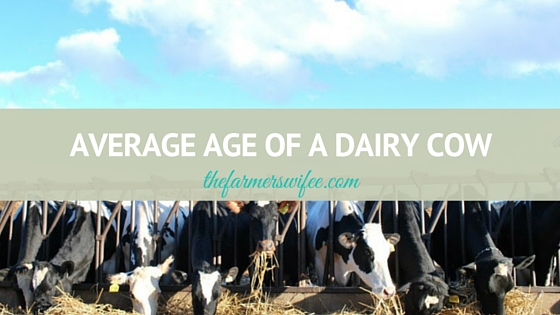Average Age of a Dairy Cow