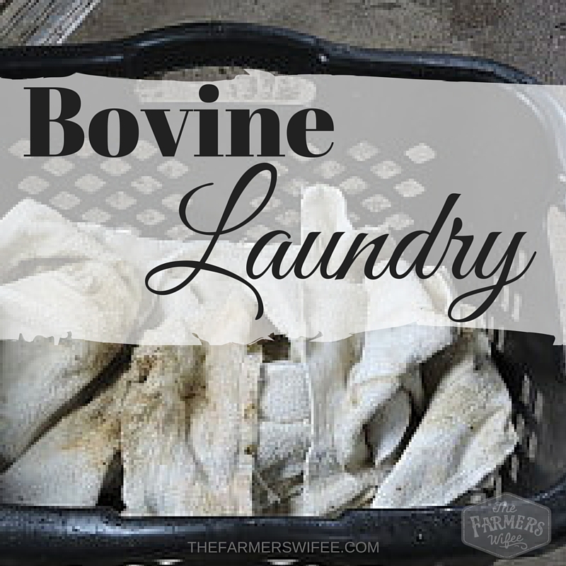 Bovine Laundry