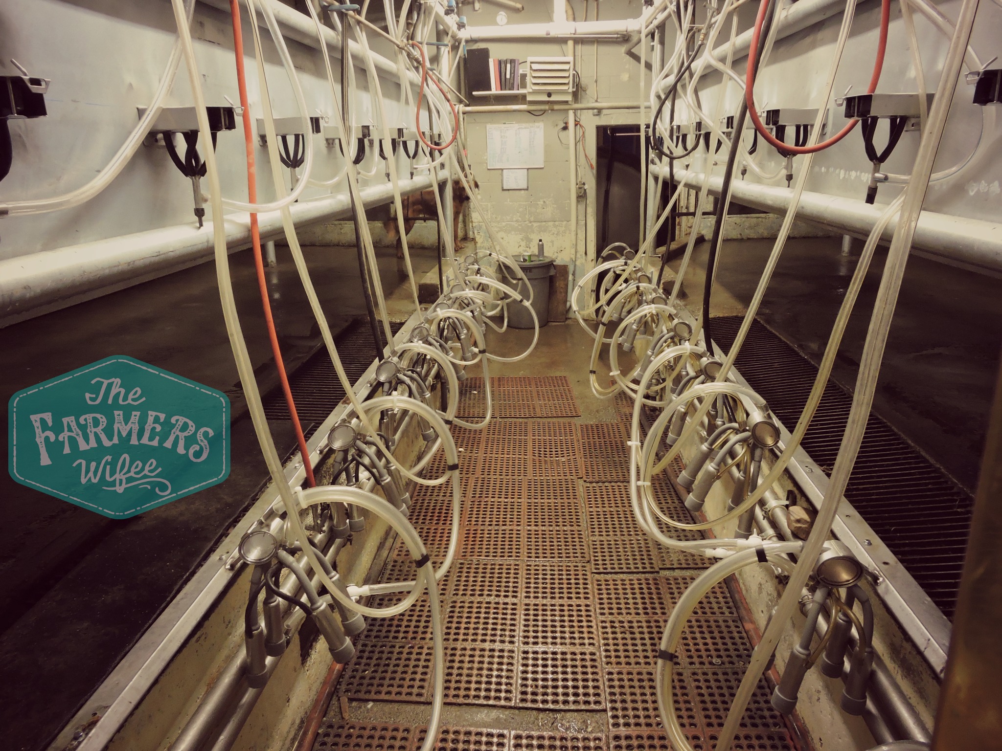 Milking Parlor Upgrade