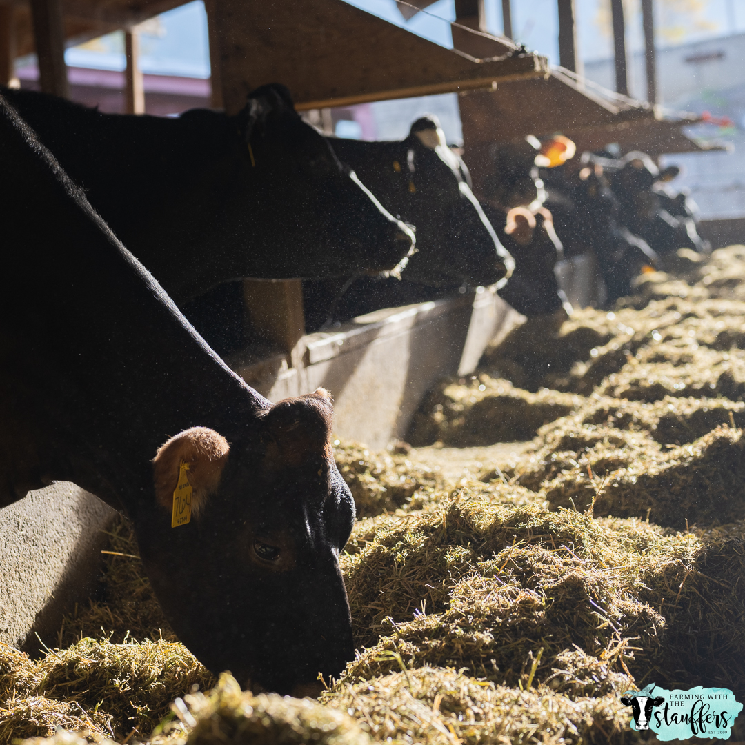 The Crucial Role of a Balanced Diet for Dairy Cows