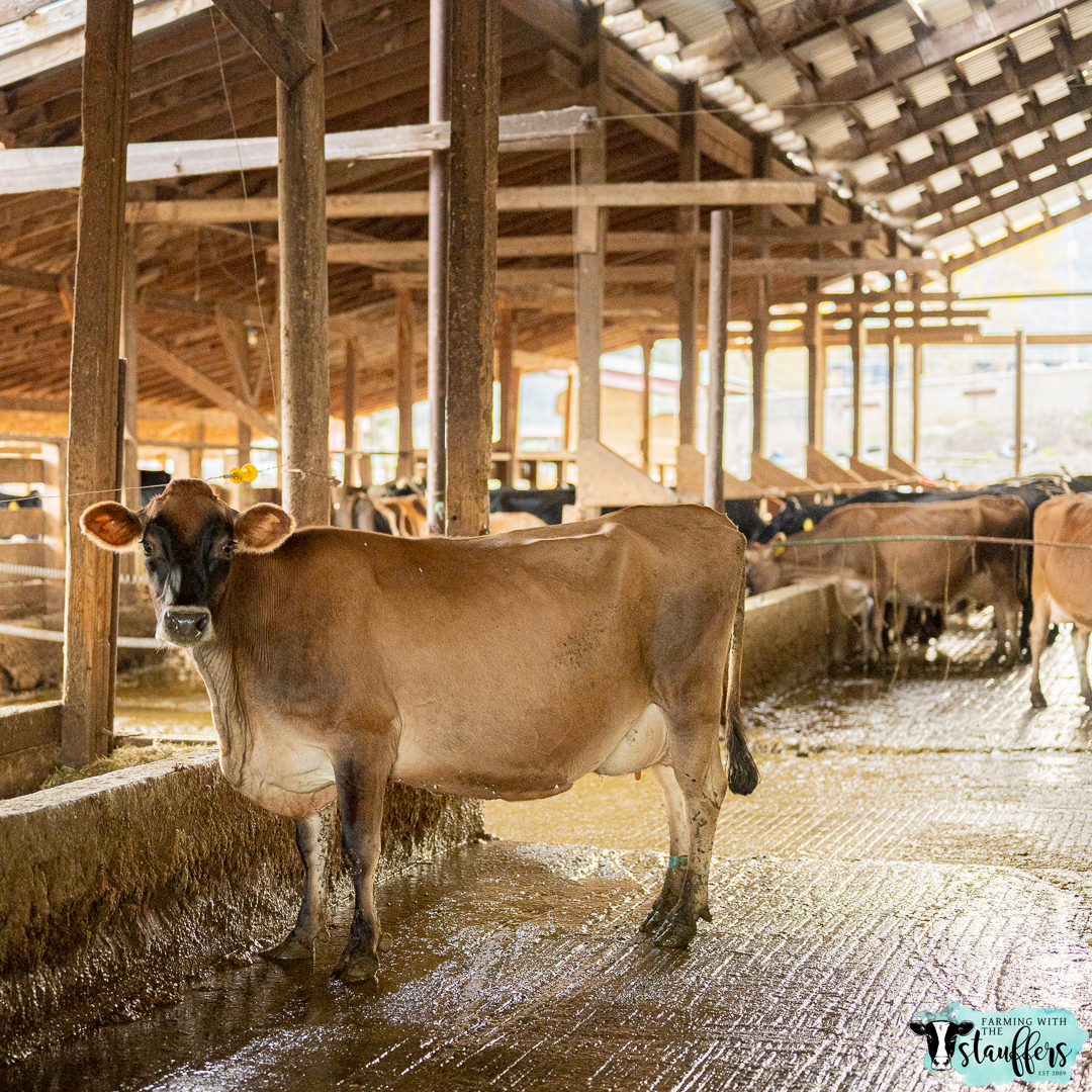 Beyond Body Types: Unveiling the Distinct Beauty of Dairy and Beef Cows