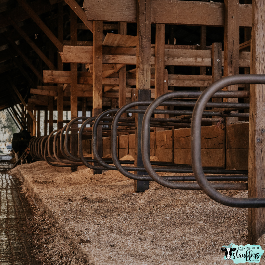 Bedding Bliss: Elevating Dairy Health Through Clean and Dry Comfort