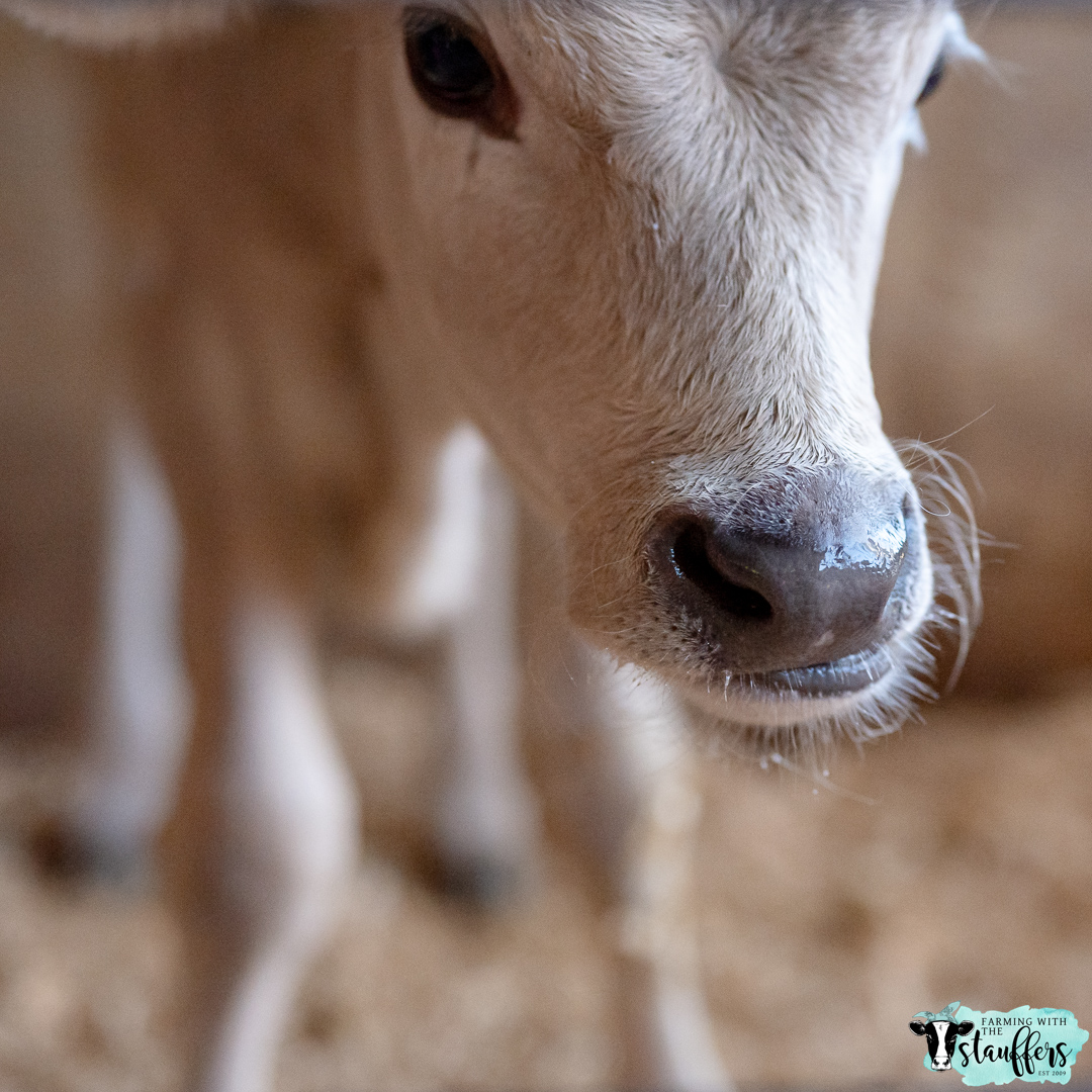 Year-Round Calving: The Rhythms of Dairy Farming Unveiled