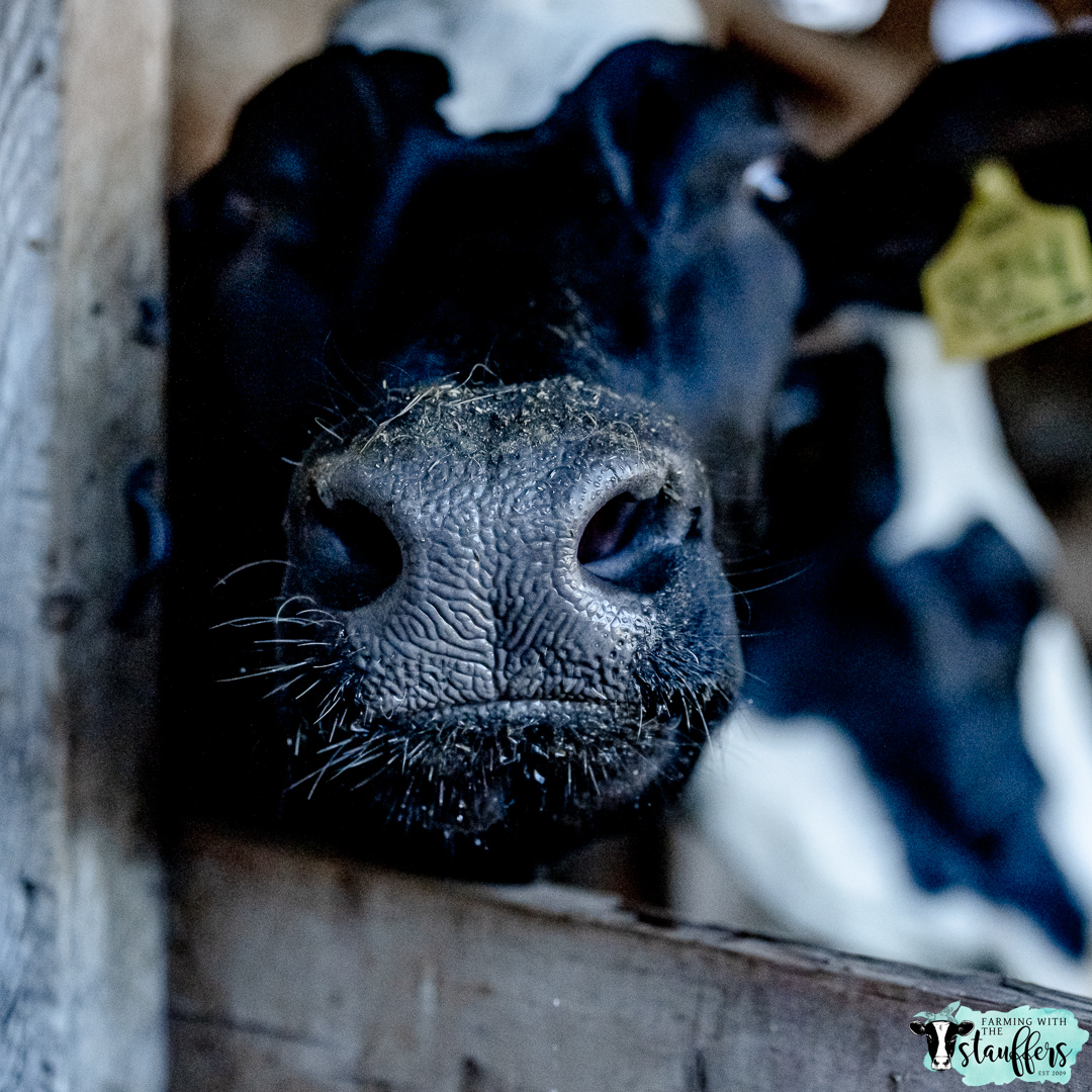 Ensuring Quality and Safety: The Rigorous Inspection and Testing of Washington State Dairy Farms