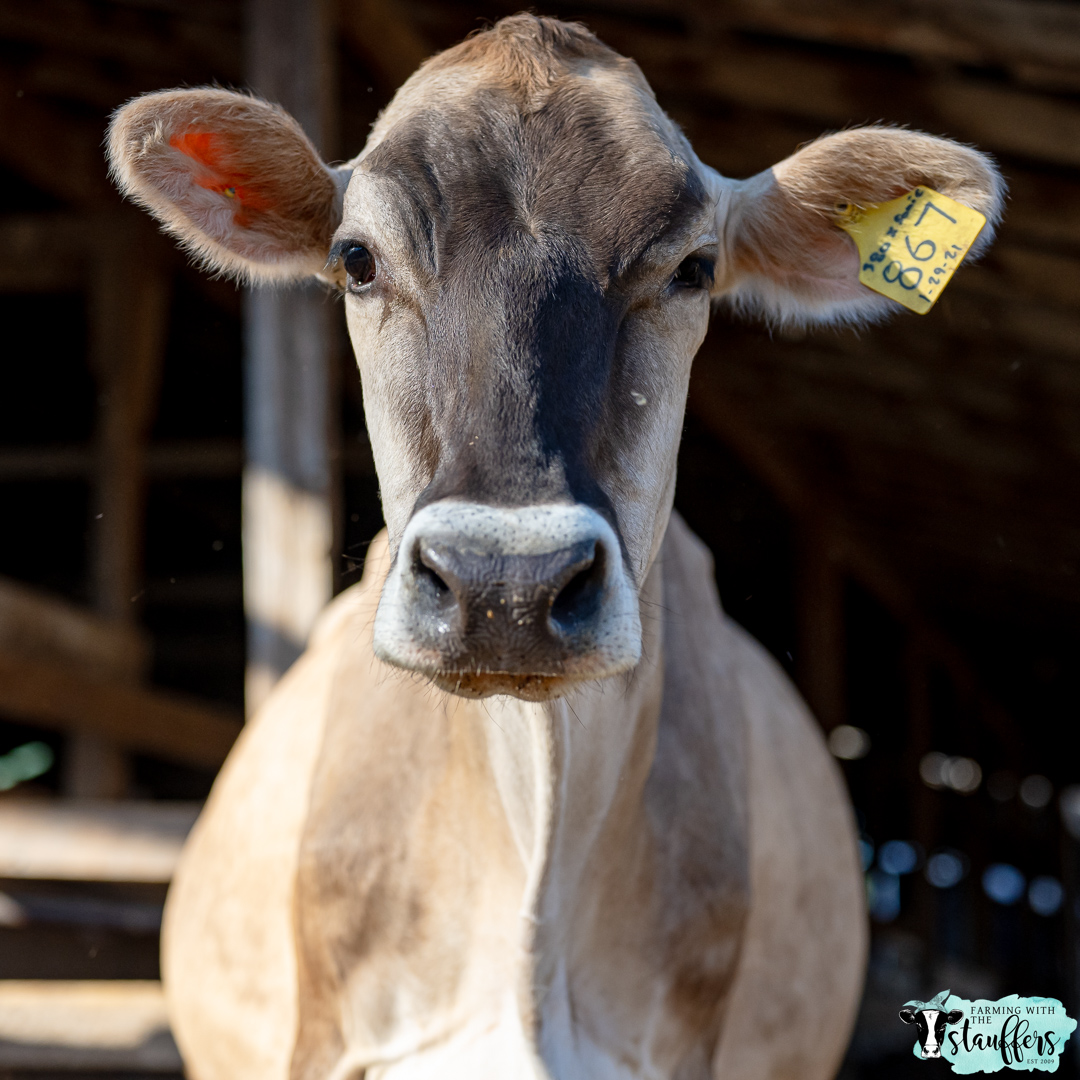 Understanding the National Dairy FARM Program: Ensuring Excellence in Dairy Farming