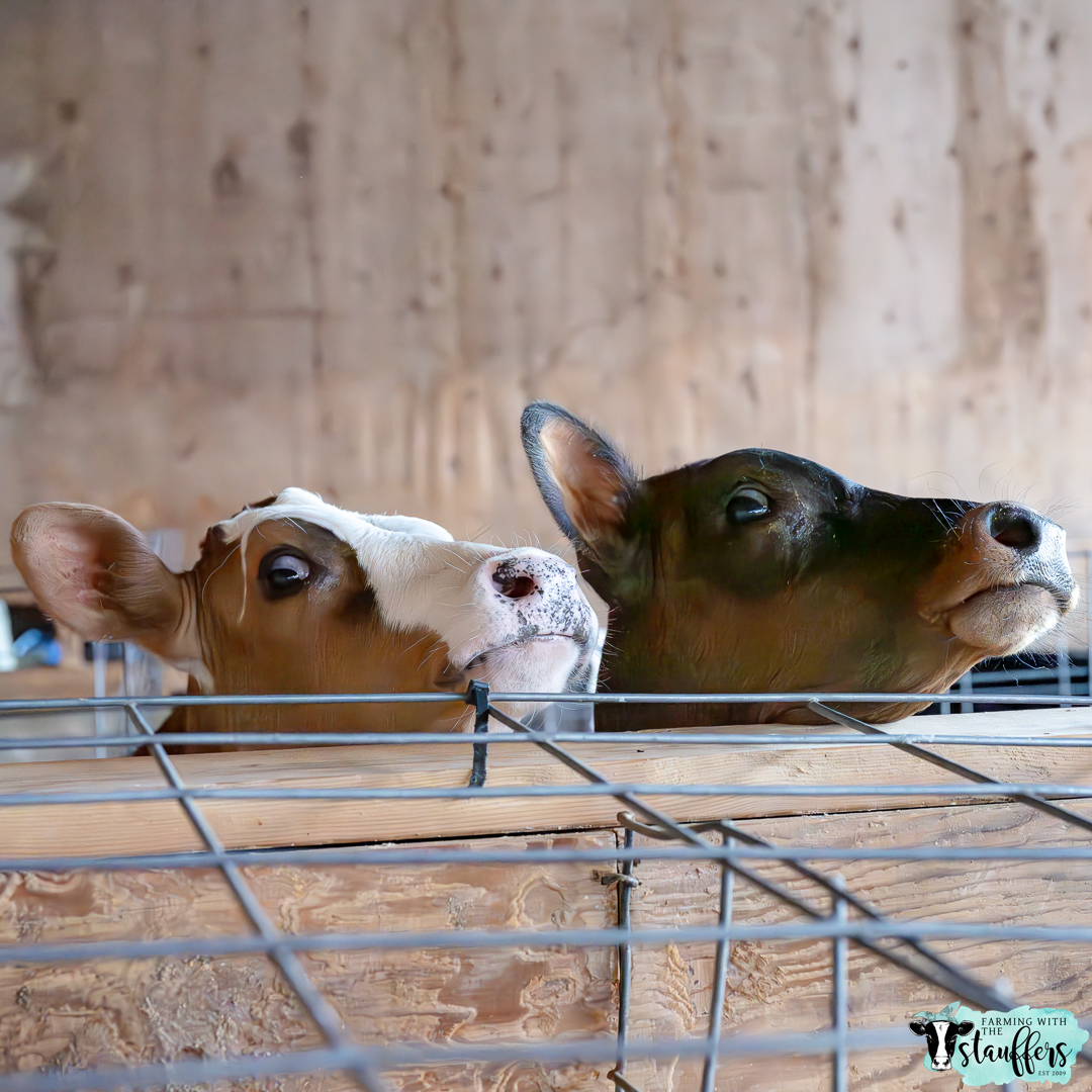Golden Beginnings: Nurturing Calves with Colostrum for a Lifetime of Health